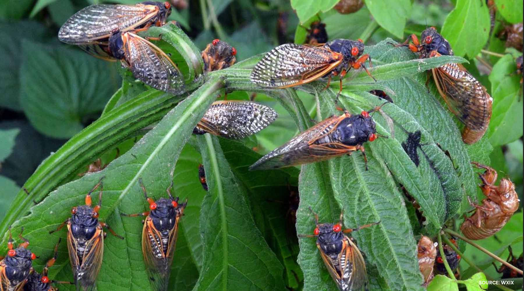 CICADA MANIA: 7 COOL FACTS